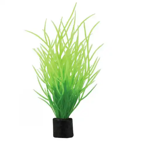 HOBBY Plant Lilaeopsis mini 1,5 x 1,5 x 7 Centimeter Aquarieneinrichtung Kracherpreis